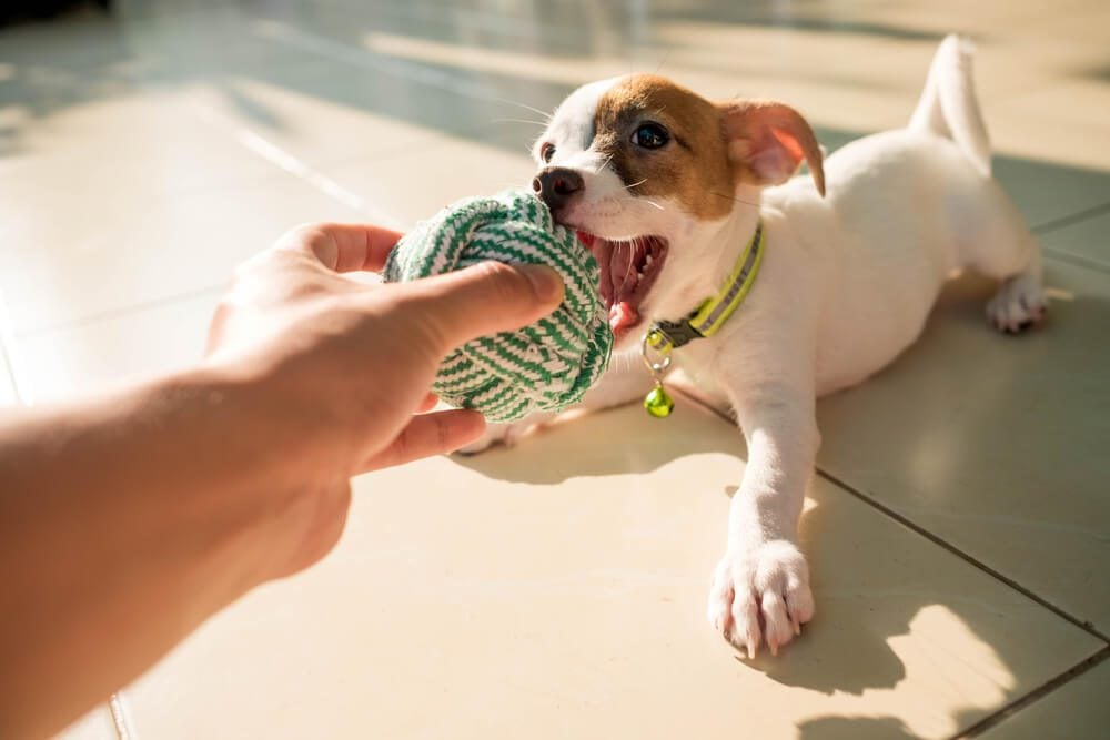puppy teething toys