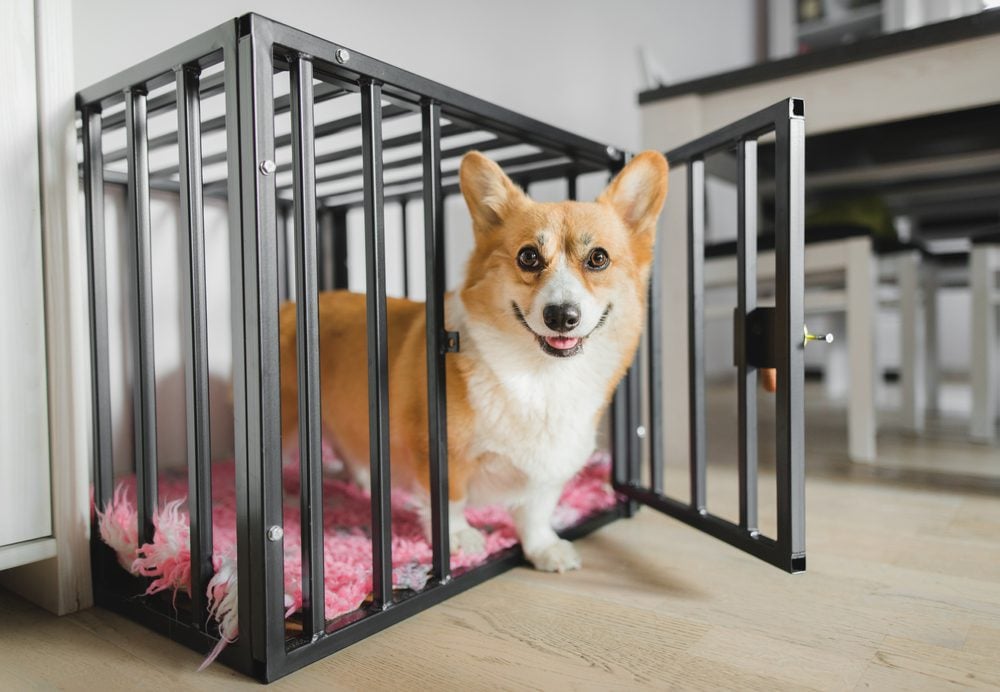 The Best Small Dog Crate