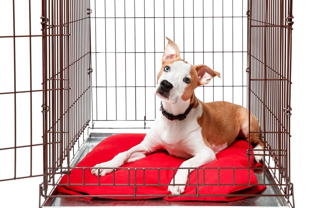 The Best XL Dog Crate