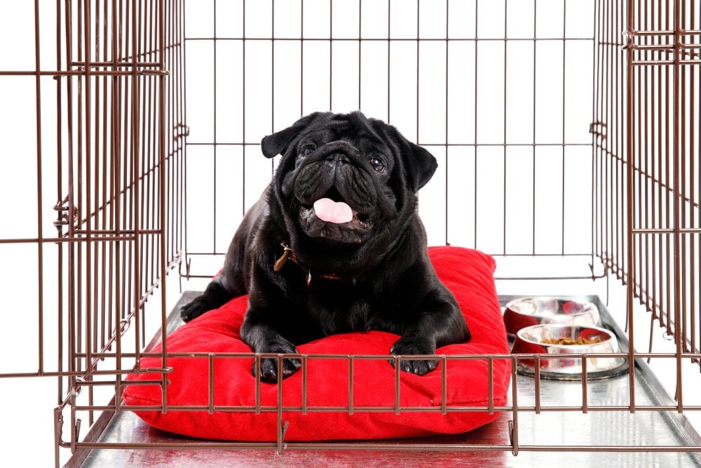 The Best Metal Dog Crate Our Top Picks Reviewed