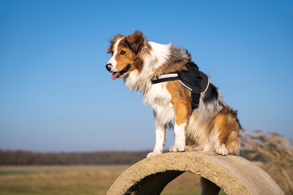 Dog Vest Harness