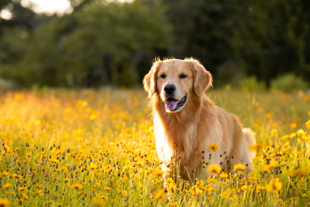 Golden Retriever in the field with yellow flowers