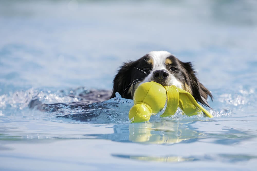 Dog Water Toys