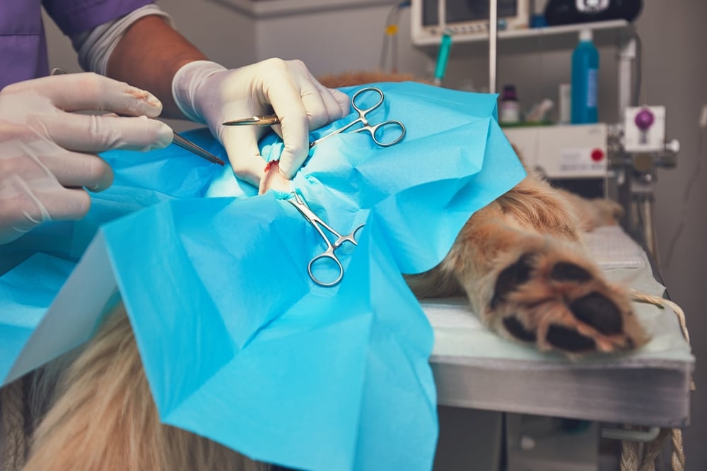 5 highest paying veterinary specialties