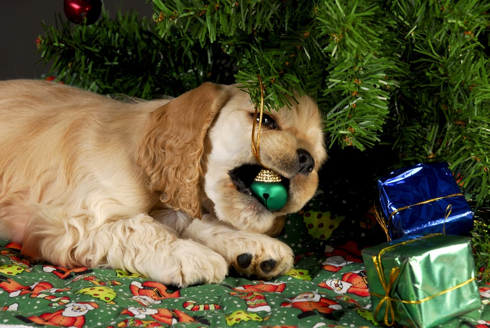 5 holiday dangers to pets