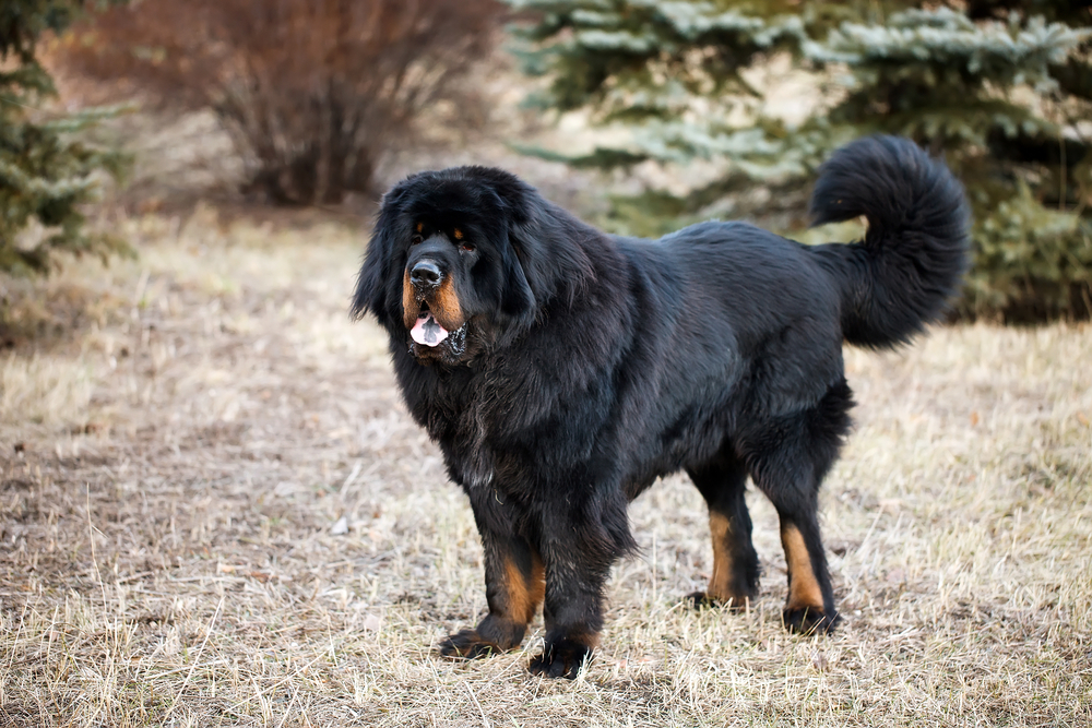 5 most expensive dog breeds