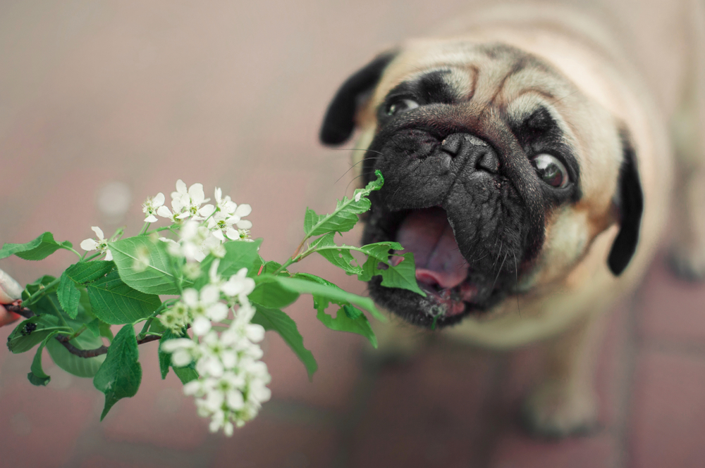 5 plants toxic to dogs