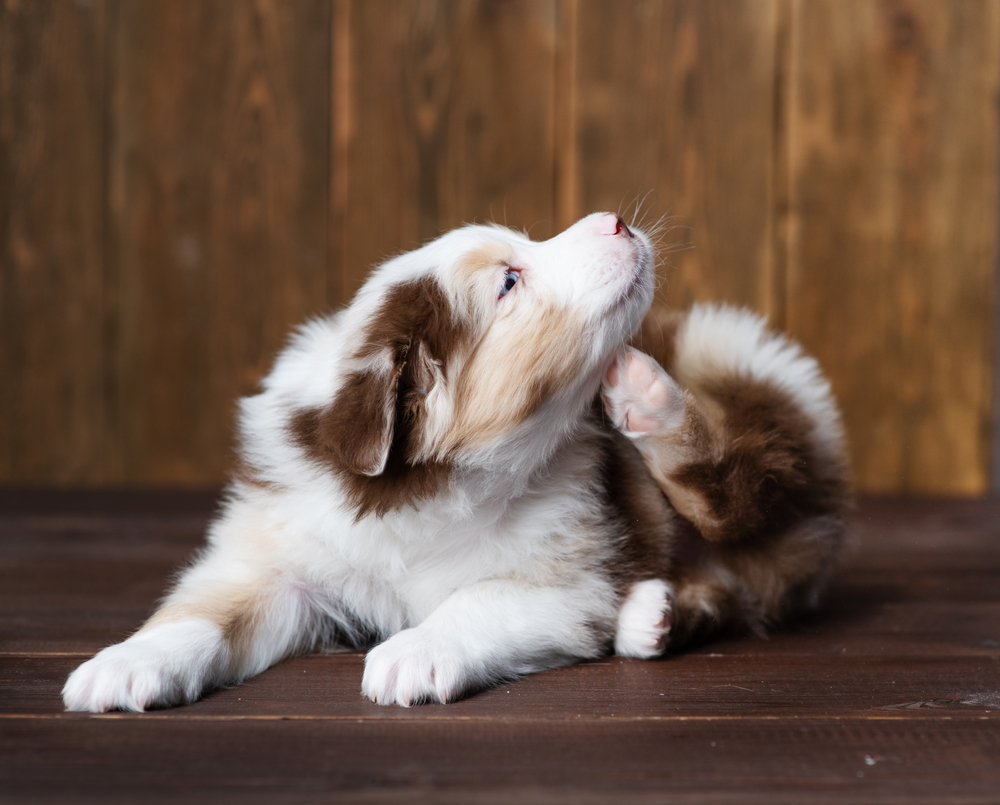 5 reasons your dog may be itchy