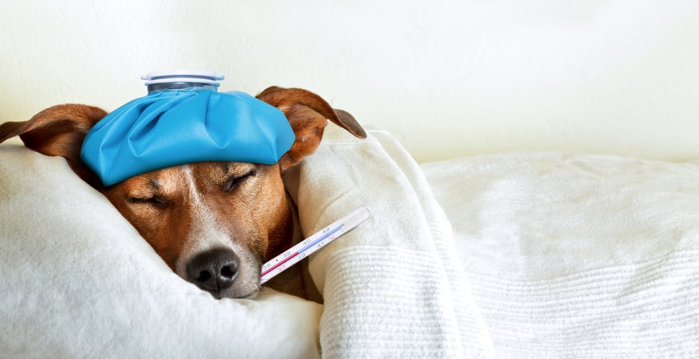 5 signs your dog could be sick