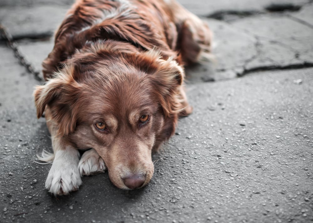 5 ways youre hurting your dogs feelings without knowing it