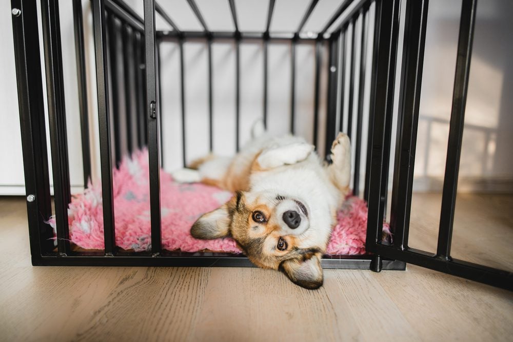 The Best Dog Crate End Table