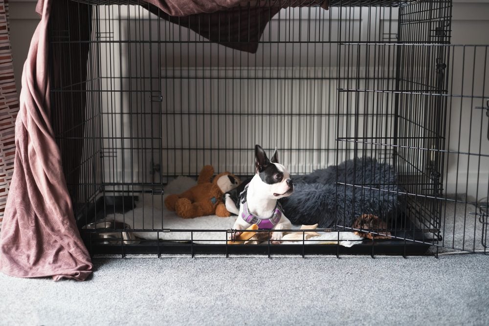 The Best Dog Crate with Divider