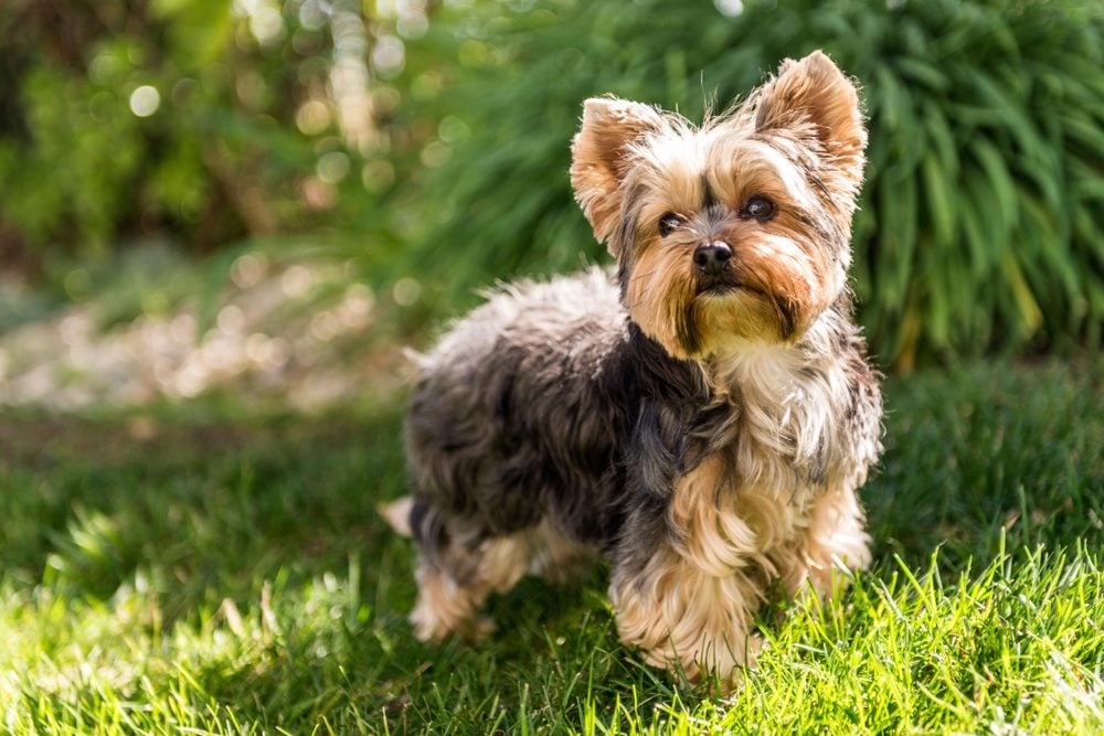 Yorkshire Terrier Dog Breed