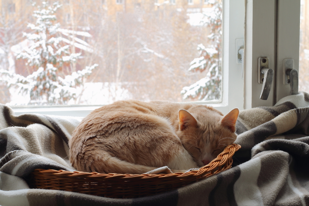 how to keep your cat warm in the winter