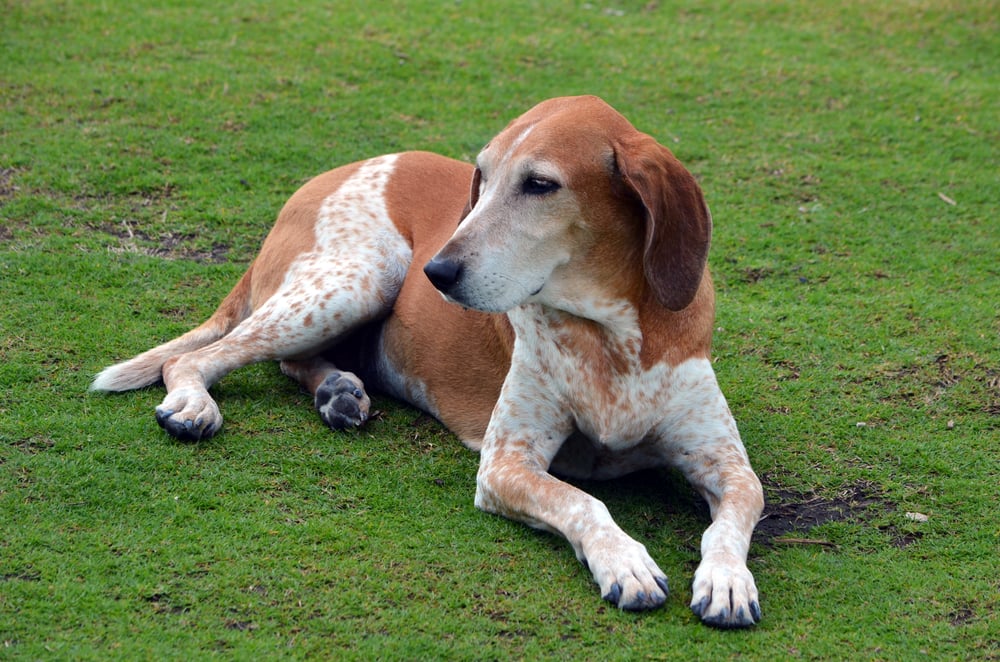 American English Coonhound Dog