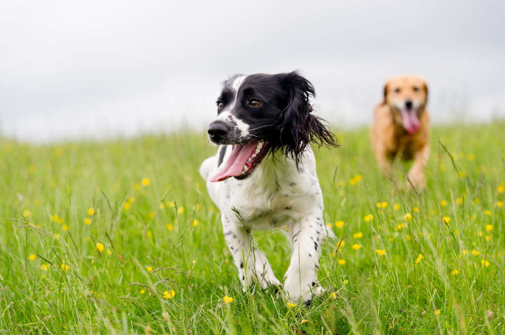Two dogs running in the grass